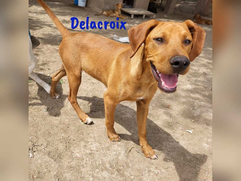 Delacroix geb. 11/2022 (in Deutschland) - NOTFELLCHEN sucht DRINGEND sichere Bleibe!