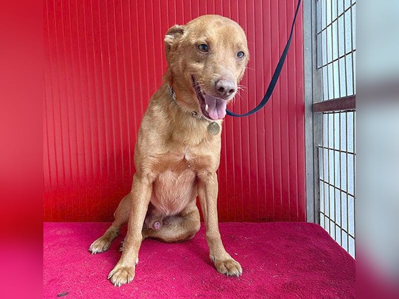 pfiffiger kleiner DINGO - 1,5 Jahre, 40cm/10kg - Mischling