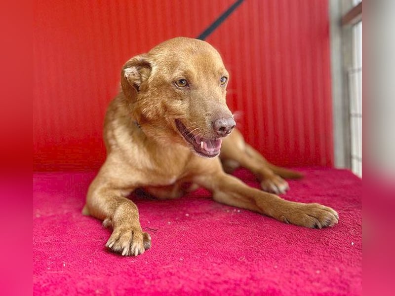 pfiffiger kleiner DINGO - 1,5 Jahre, 40cm/10kg - Mischling