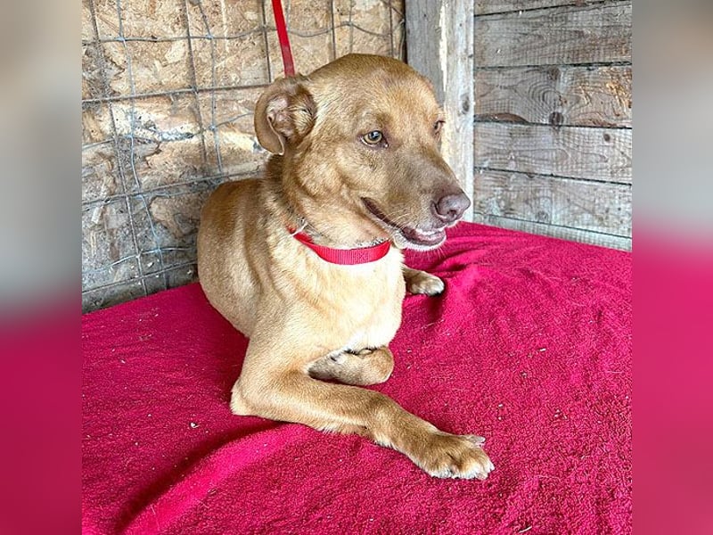 pfiffiger kleiner DINGO - 1,5 Jahre, 40cm/10kg - Mischling