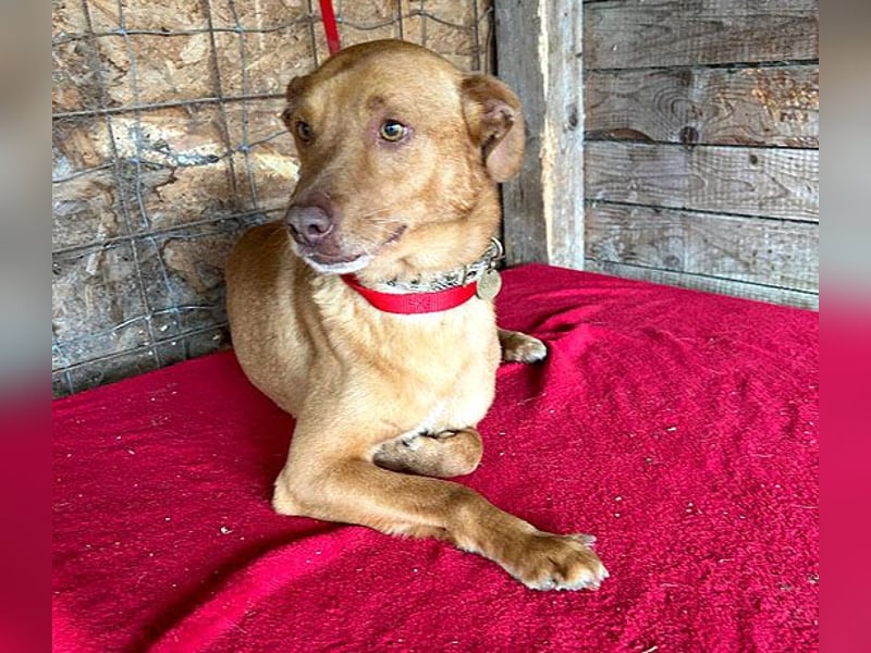 pfiffiger kleiner DINGO - 1,5 Jahre, 40cm/10kg - Mischling