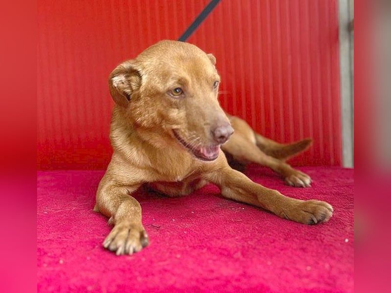 pfiffiger kleiner DINGO - 1,5 Jahre, 40cm/10kg - Mischling