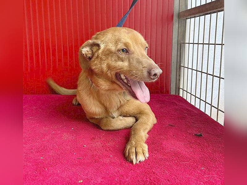 pfiffiger kleiner DINGO - 1,5 Jahre, 40cm/10kg - Mischling