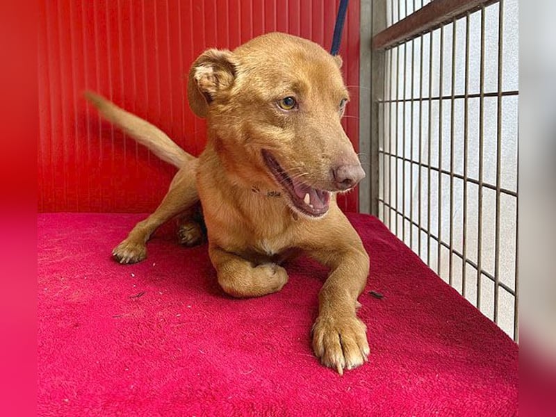 pfiffiger kleiner DINGO - 1,5 Jahre, 40cm/10kg - Mischling