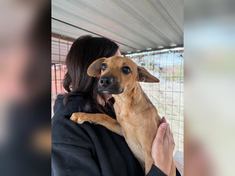 Egon LM – Kleiner Kämpfer mit großem Herzen sucht echtes Zuhause