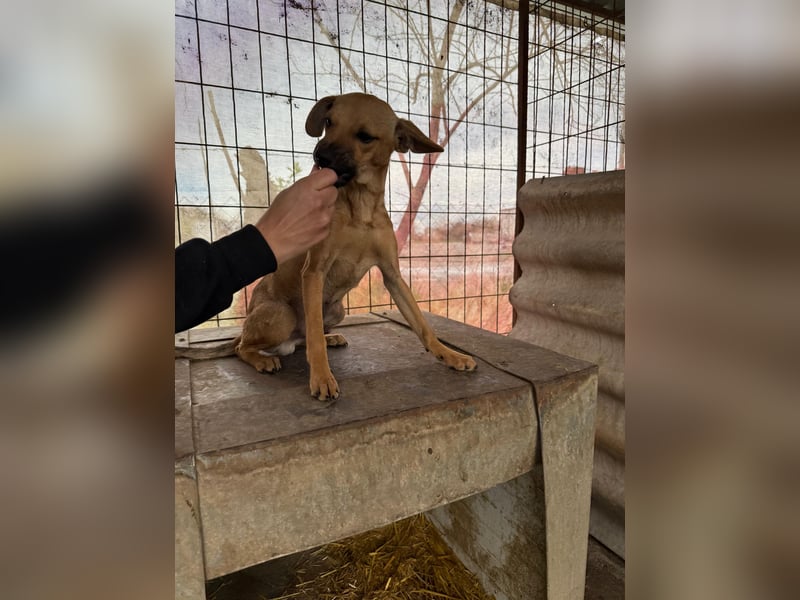 Egon LM – Kleiner Kämpfer mit großem Herzen sucht echtes Zuhause