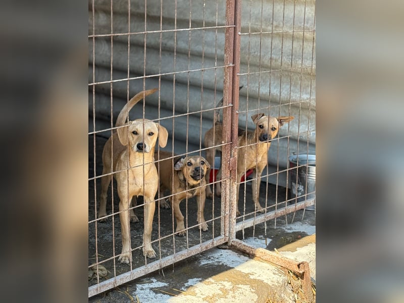 Egon LM – Kleiner Kämpfer mit großem Herzen sucht echtes Zuhause