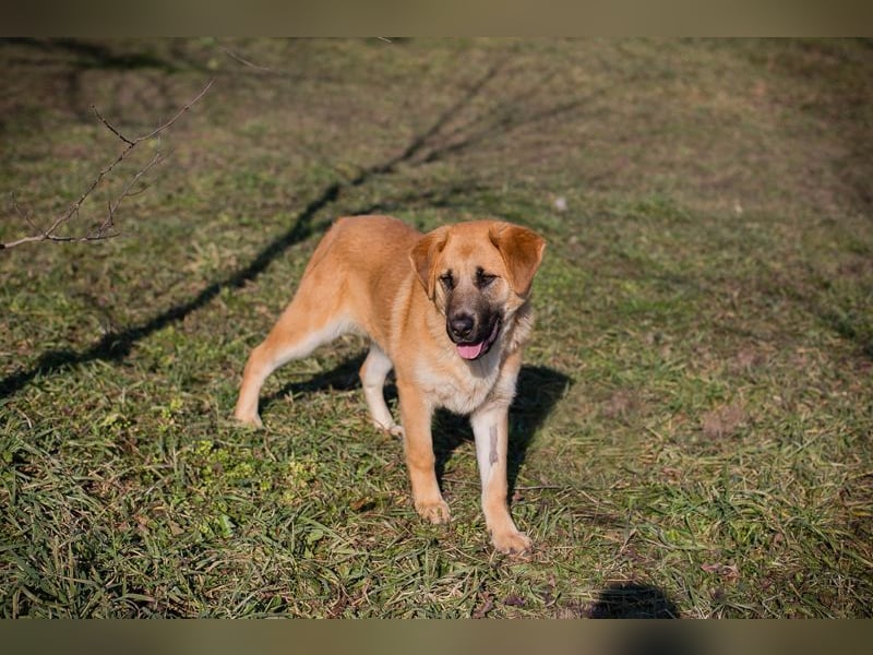 BALOU - der aktive und verspielte junge Rüde mag Artgenossen und sucht eine tolle Familie