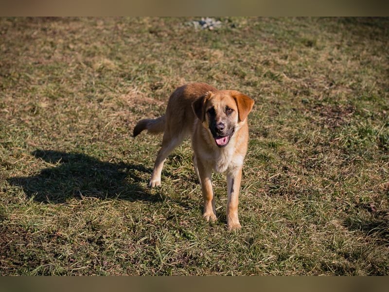 BALOU - der aktive und verspielte junge Rüde mag Artgenossen und sucht eine tolle Familie