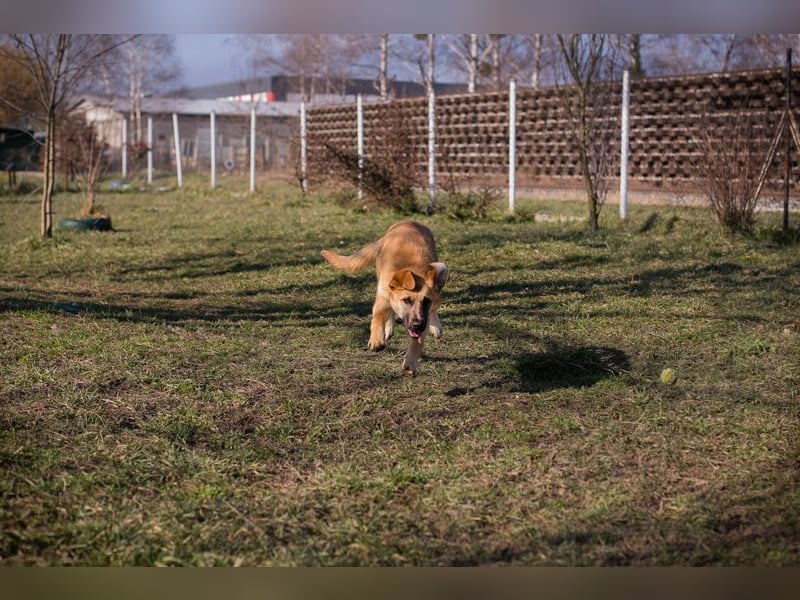 BALOU - der aktive und verspielte junge Rüde mag Artgenossen und sucht eine tolle Familie