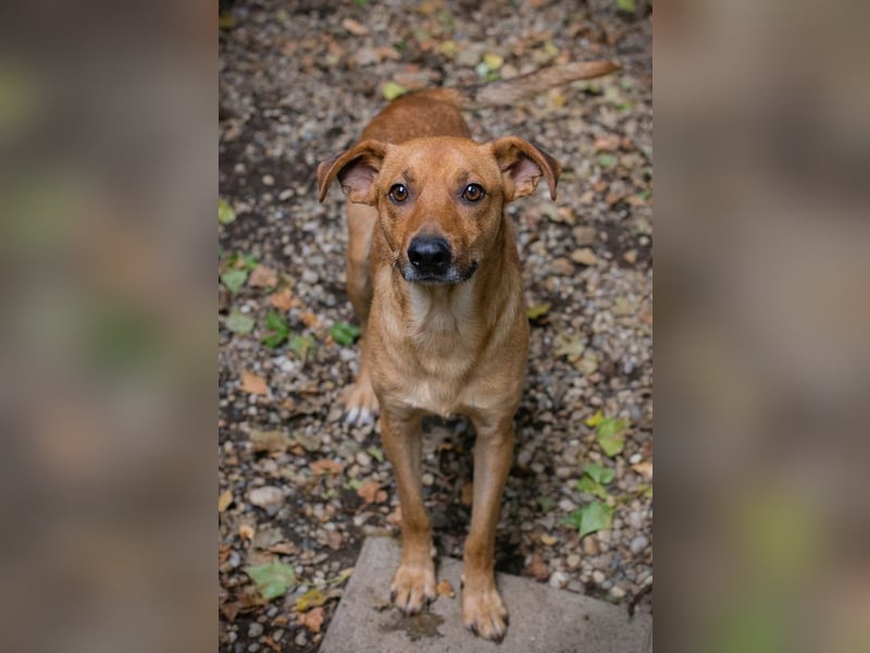 CHIP 220820 - Aktiver, verspielter Hundemann sucht neuen Wirkungskreis