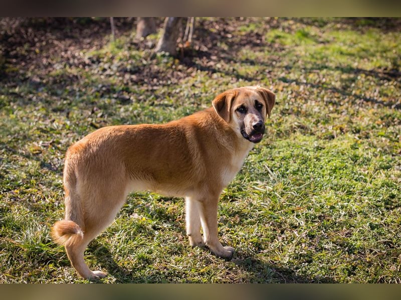 BALOU - der aktive und verspielte junge Rüde mag Artgenossen und sucht eine tolle Familie