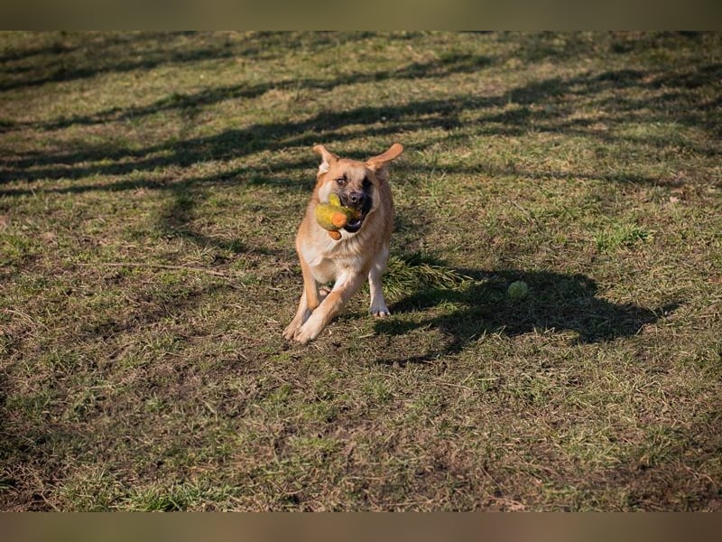 BALOU - der aktive und verspielte junge Rüde mag Artgenossen und sucht eine tolle Familie