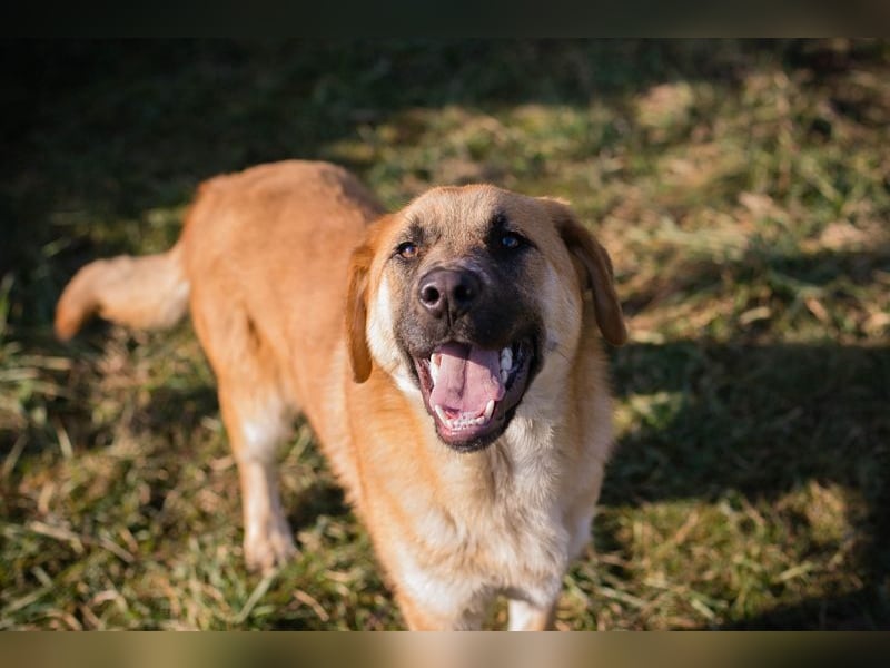 BALOU - der aktive und verspielte junge Rüde mag Artgenossen und sucht eine tolle Familie