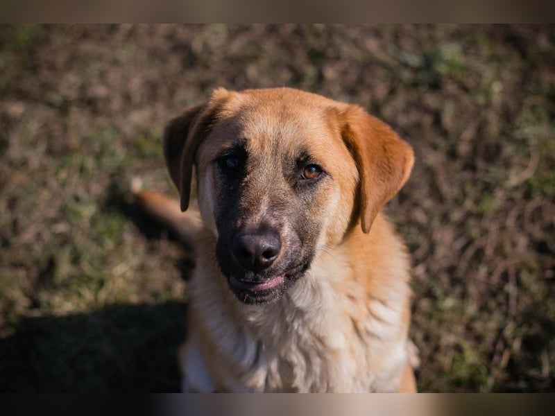 BALOU - der aktive und verspielte junge Rüde mag Artgenossen und sucht eine tolle Familie