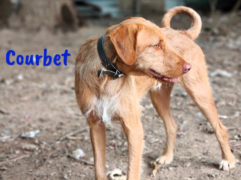 Courbet 11/2022 (ESP) - verspielter, hübscher Jagdhund-Mix Junghund!