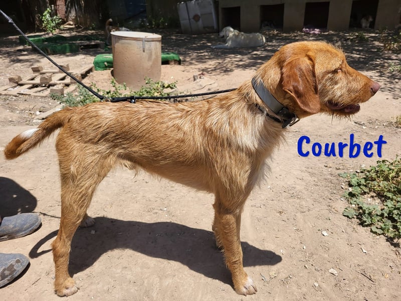 Courbet 11/2022 (ESP) - verspielter, hübscher Jagdhund-Mix Junghund!