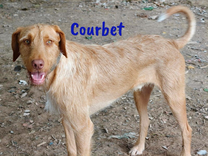 Courbet 11/2022 (ESP) - verspielter, hübscher Jagdhund-Mix Junghund!