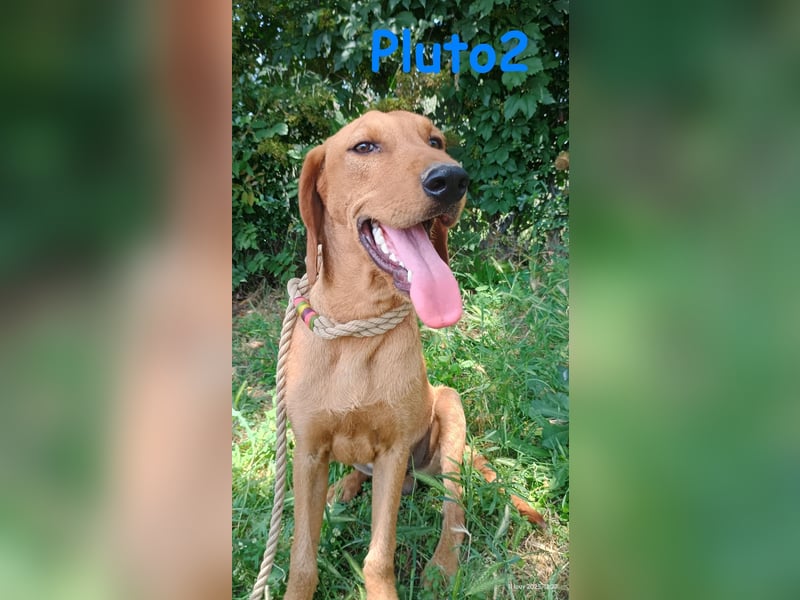 Pluto2 geb. 10/2024 (GRC) - sportlicher, verspielter und fröhlicher Junghund!