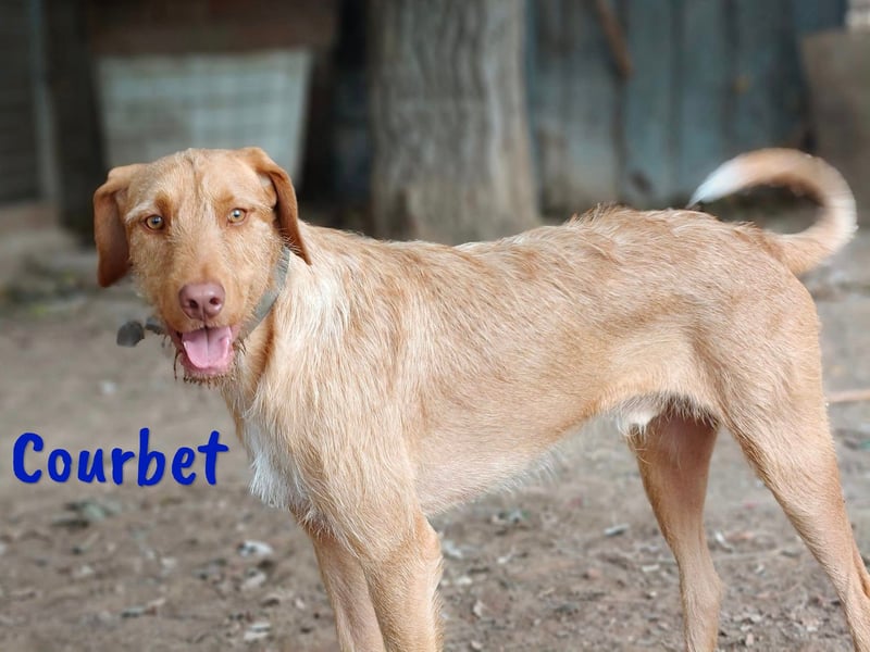 Courbet 11/2022 (ESP) - verspielter, hübscher Jagdhund-Mix Junghund!