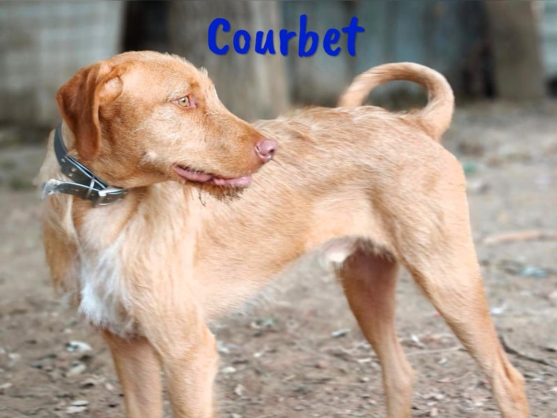 Courbet 11/2022 (ESP) - verspielter, hübscher Jagdhund-Mix Junghund!