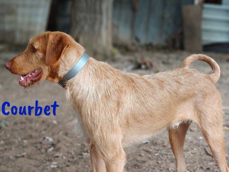 Courbet 11/2022 (ESP) - verspielter, hübscher Jagdhund-Mix Junghund!