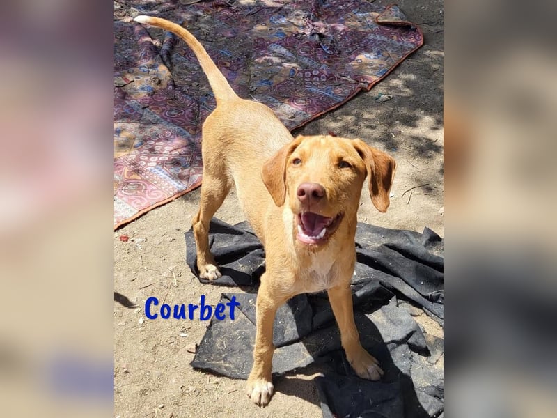 Courbet 11/2022 (ESP) - verspielter, hübscher Jagdhund-Mix Junghund!