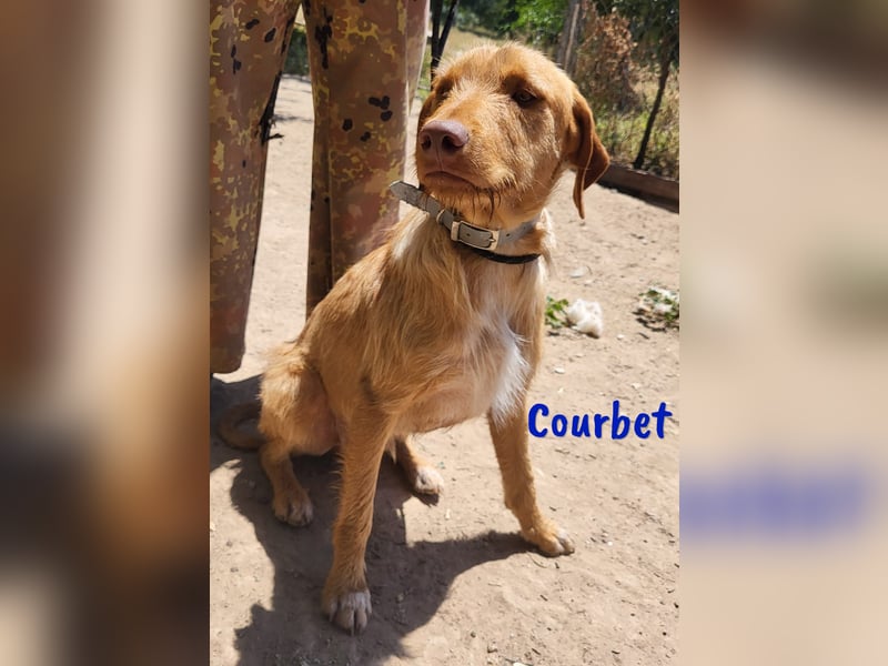 Courbet 11/2022 (ESP) - verspielter, hübscher Jagdhund-Mix Junghund!