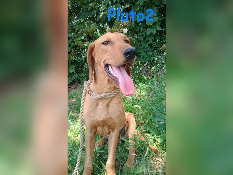 Pluto2 geb. 10/2024 (GRC) - sportlicher, verspielter und fröhlicher Junghund!