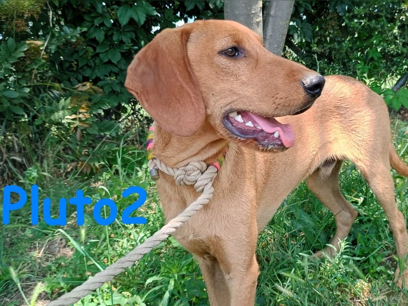 Pluto2 geb. 10/2024 (GRC) - sportlicher, verspielter und fröhlicher Junghund!