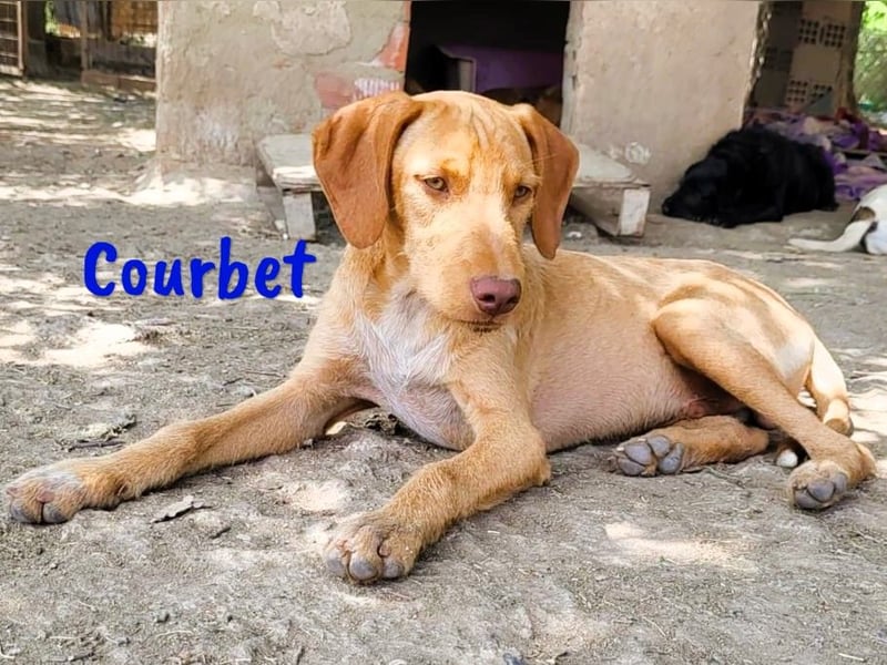 Courbet 11/2022 (ESP) - verspielter, hübscher Jagdhund-Mix Junghund!