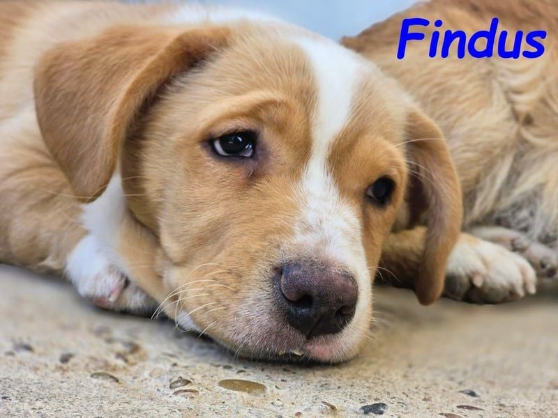 Findus 01/2025 (ESP) - kleiner Welpe sucht Unterstützung!