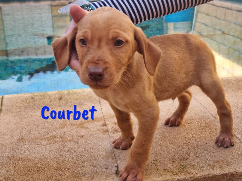 Courbet 11/2022 (ESP) - verspielter, hübscher Jagdhund-Mix Junghund!