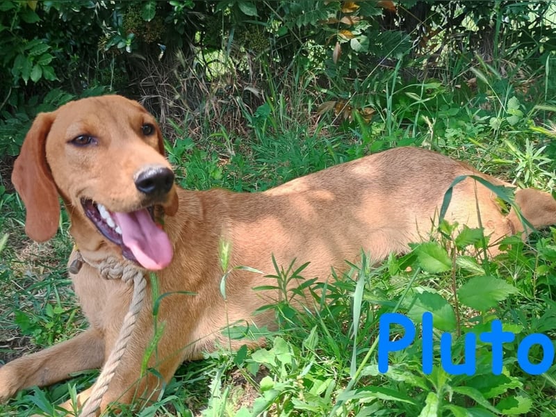 Pluto2 geb. 10/2024 (GRC) - sportlicher, verspielter und fröhlicher Junghund!