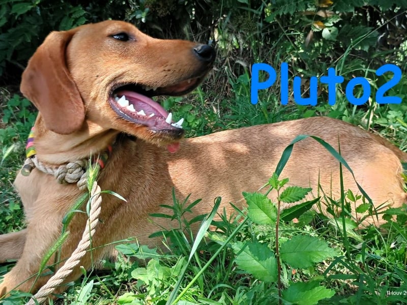 Pluto2 geb. 10/2024 (GRC) - sportlicher, verspielter und fröhlicher Junghund!