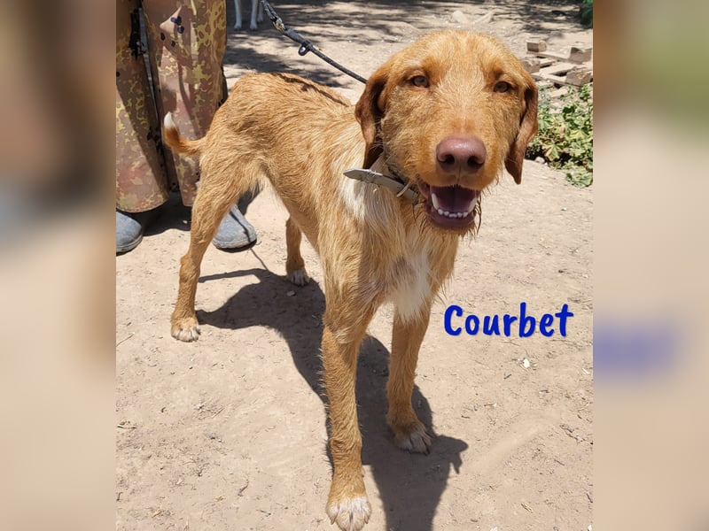 Courbet 11/2022 (ESP) - verspielter, hübscher Jagdhund-Mix Junghund!