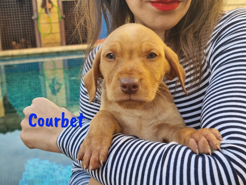 Courbet 11/2022 (ESP) - verspielter, hübscher Jagdhund-Mix Junghund!
