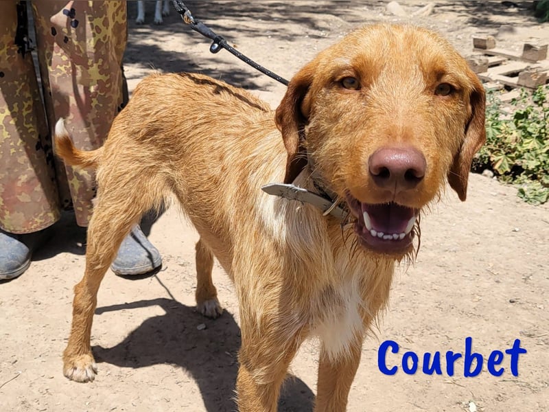Courbet 11/2022 (ESP) - verspielter, hübscher Jagdhund-Mix Junghund!