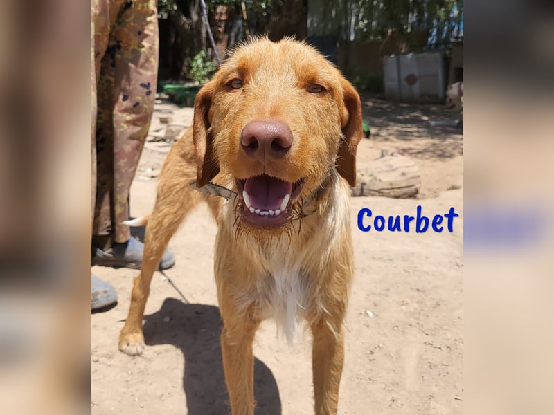Courbet 11/2022 (ESP) - verspielter, hübscher Jagdhund-Mix Junghund!