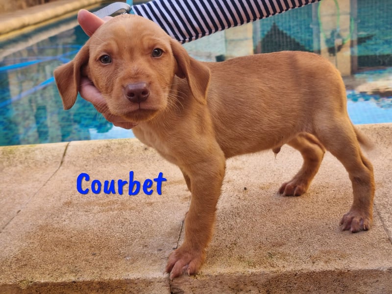 Courbet 11/2022 (ESP) - verspielter, hübscher Jagdhund-Mix Junghund!