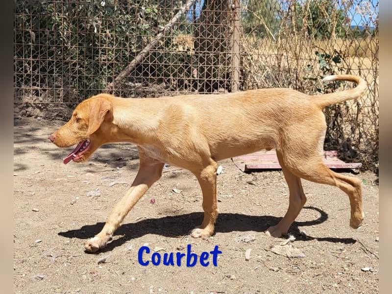 Courbet 11/2022 (ESP) - verspielter, hübscher Jagdhund-Mix Junghund!