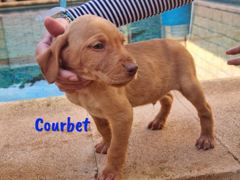Courbet 11/2022 (ESP) - verspielter, hübscher Jagdhund-Mix Junghund!