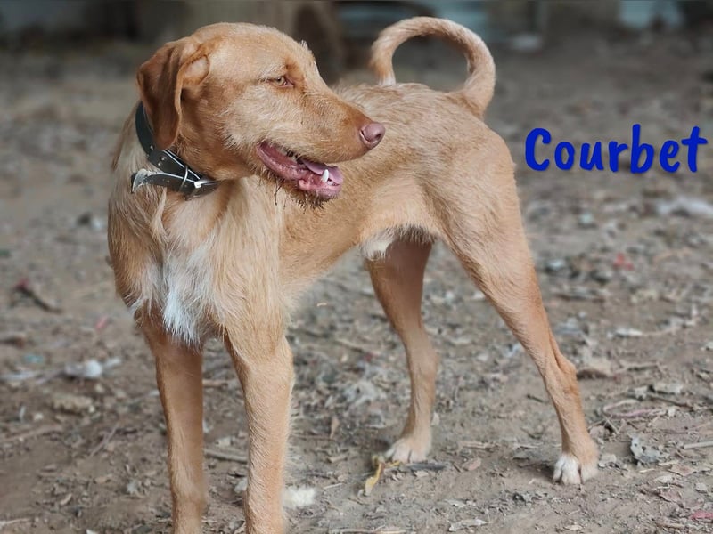 Courbet 11/2022 (ESP) - verspielter, hübscher Jagdhund-Mix Junghund!