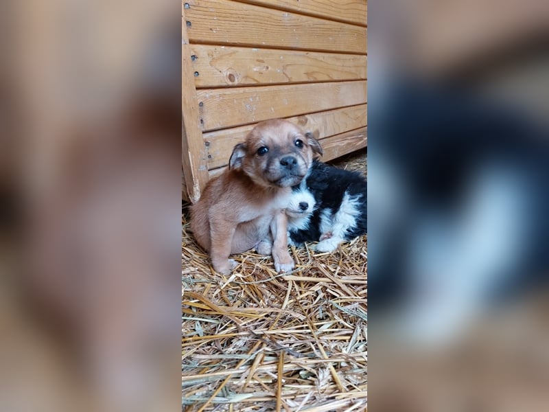 HOLM sucht ein liebevolles Zuhause