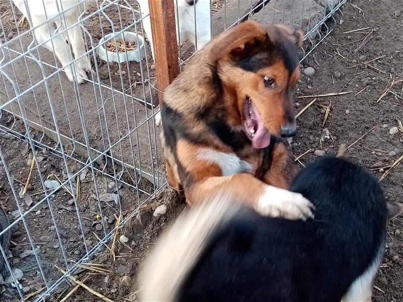 Bruno