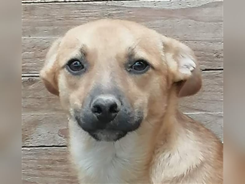 Tiby