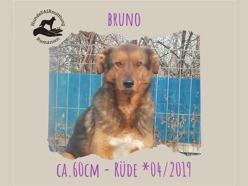 Bruno