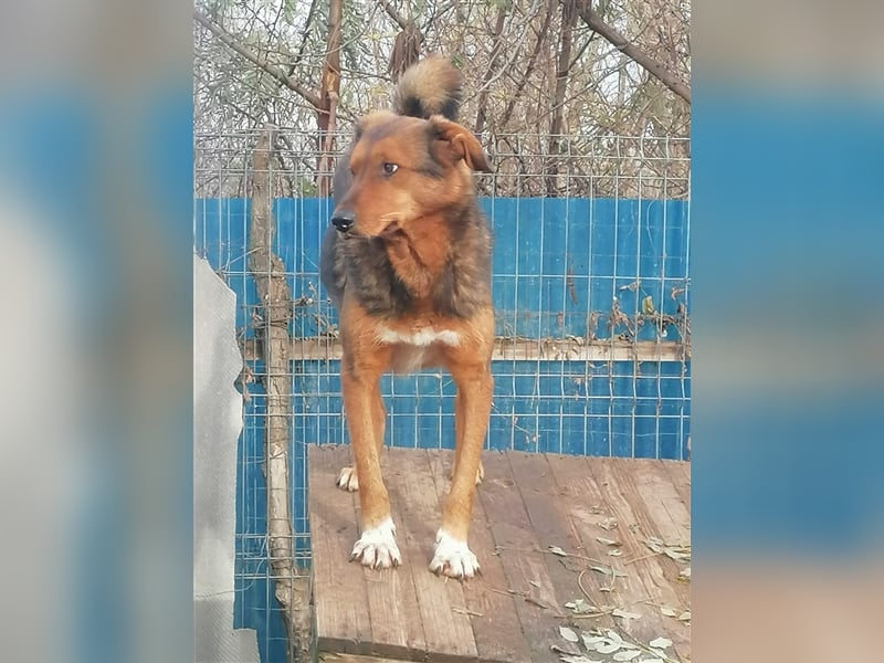Bruno