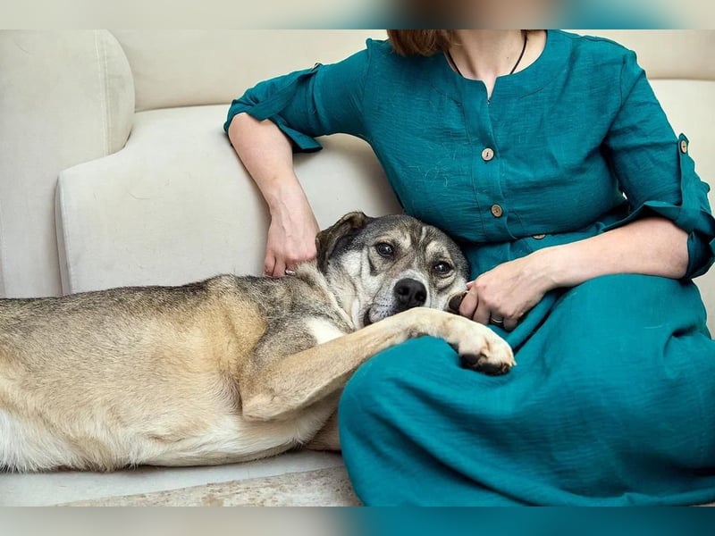 Großer sanfter Kusya ❤️ sucht ein liebevolles Zuhause