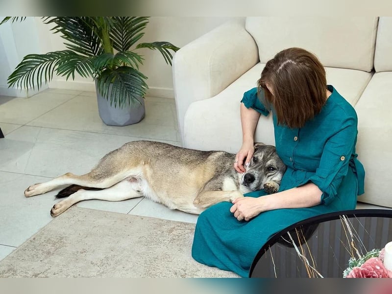 Großer sanfter Kusya ❤️ sucht ein liebevolles Zuhause